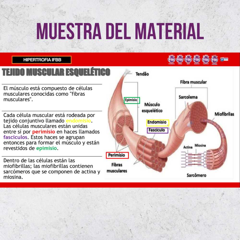 Curso: Hipertrofia IFBB - Imagen 5